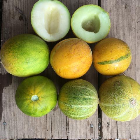 Melon, Galina