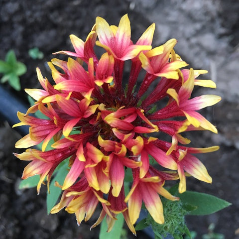 Gaillardia, Sundance