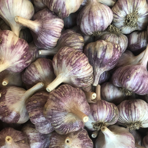 Garlic, Basque - Certified Organic