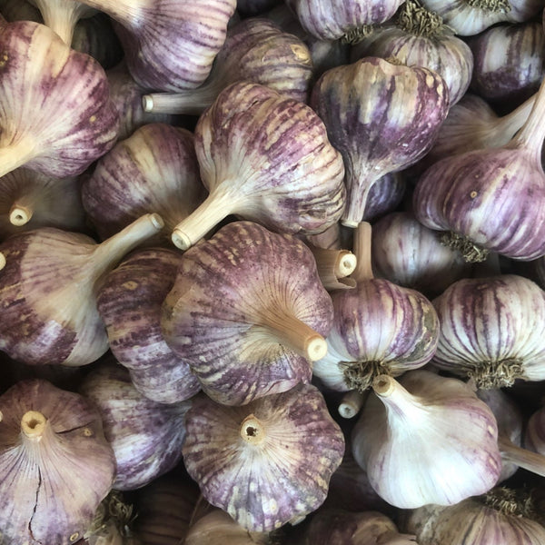 Garlic Sampler, Hardneck - Certified Organic