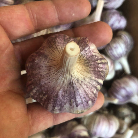 Garlic, Basque - Certified Organic