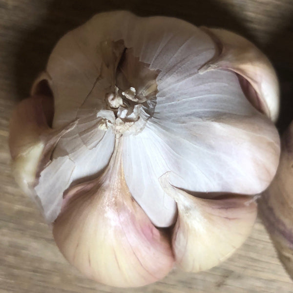 Garlic, Inchelium Red - Certified Organic