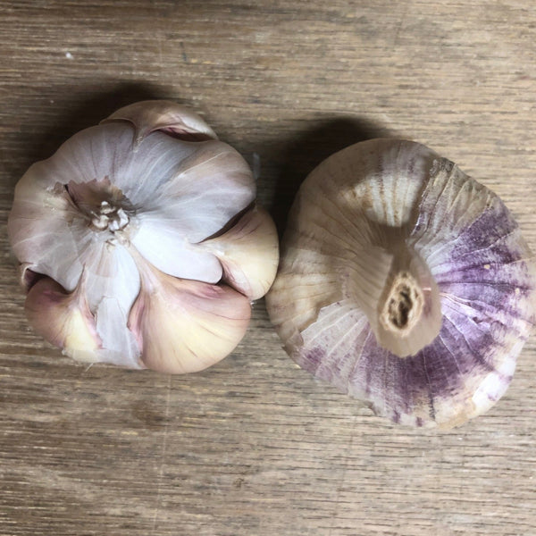 Garlic, Inchelium Red - Certified Organic