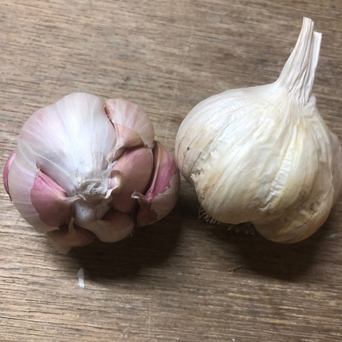 Garlic, Silver Rose - Certified Organic