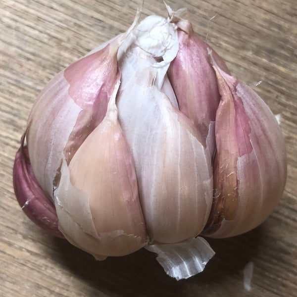 Garlic, Silver Rose - Certified Organic