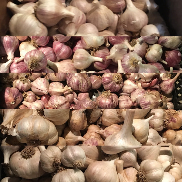 Garlic Sampler, Hardneck - Certified Organic