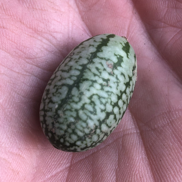 Gerkin, Mexican Sour