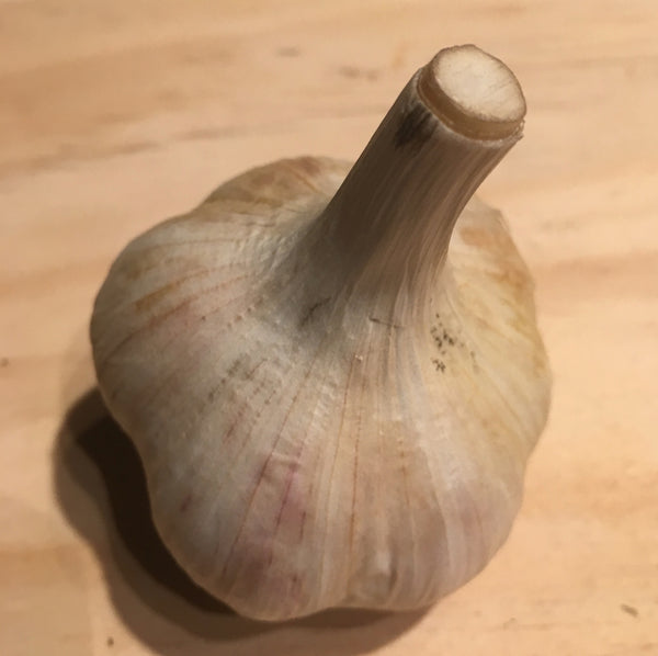 Garlic, German White - Certified Organic