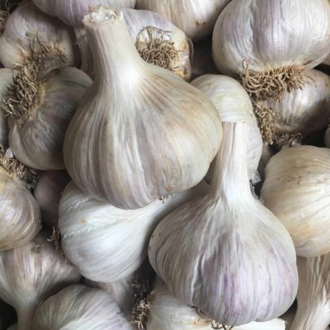 Garlic, German White - Certified Organic
