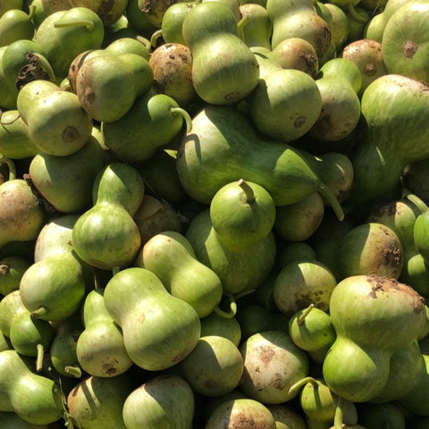 Gourd, Peyote Rattle