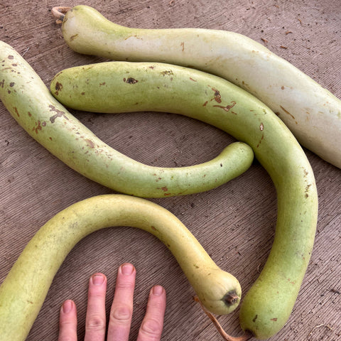 Gourd, Cucuzzi