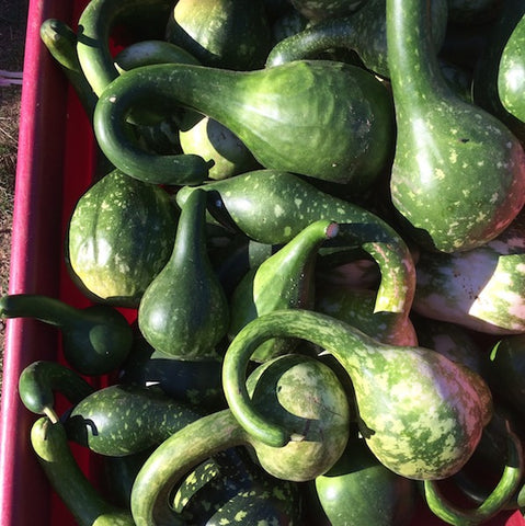 Gourd, Speckled Swan