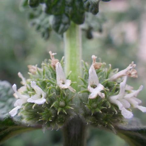 Horehound