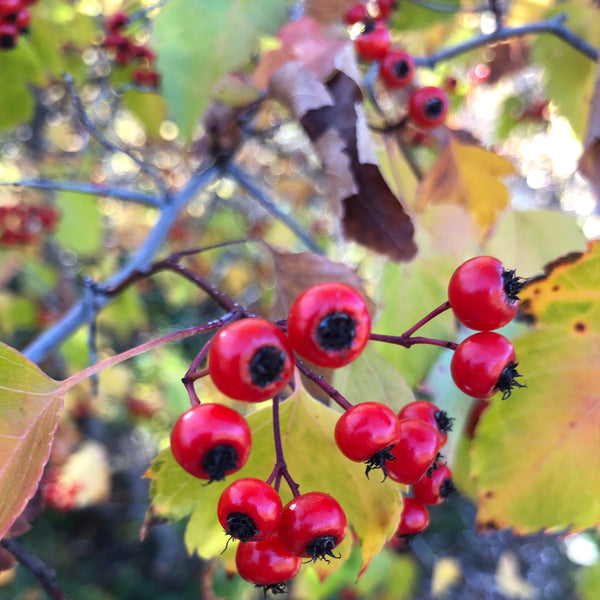 Hawthorn, Washington