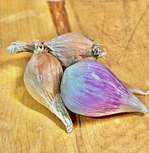 Shallots, French Grey - Certified Organic
