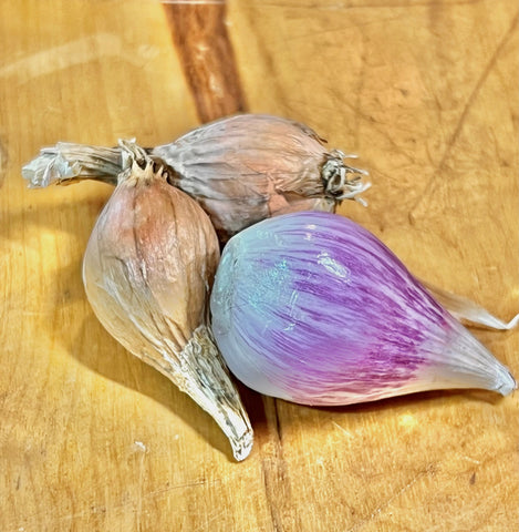 Shallots, French Grey - Certified Organic