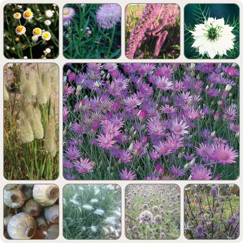 Everlastings Flowers Bundle