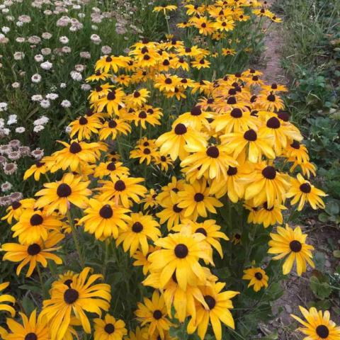 Rudbeckia, Indian Summer Mix