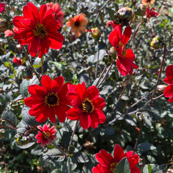Dahlia Seed, Bishop’s Children