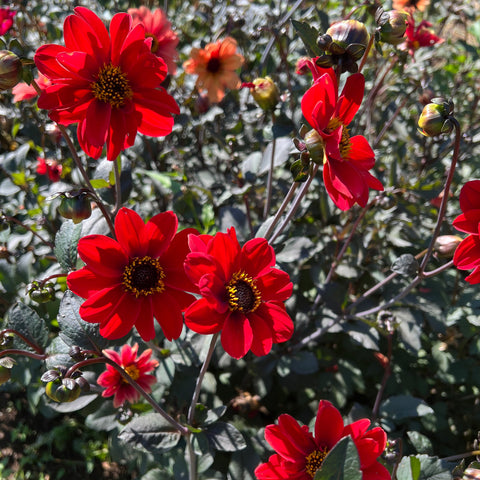 Dahlia Seed, Bishop’s Children