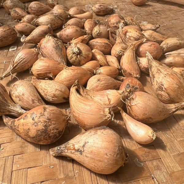 Shallots, French Grey - Certified Organic