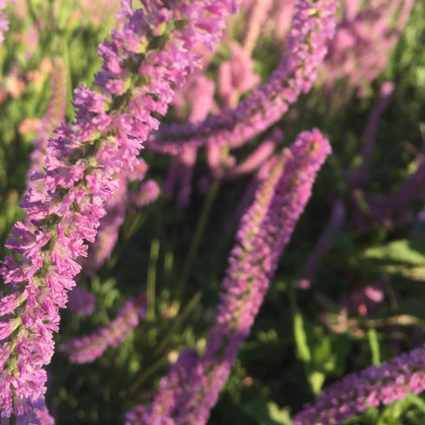 Pastel Everlastings Bundle