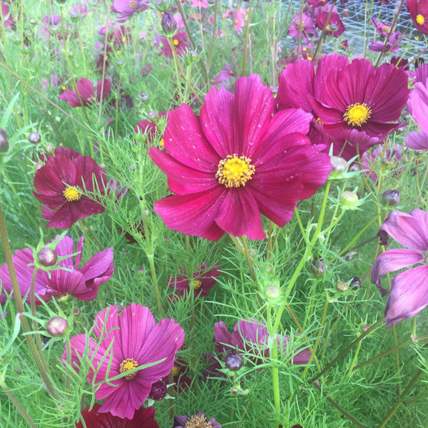 Rubenza Cosmos, organic, cut flower