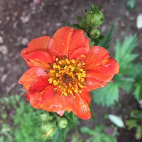 Geum