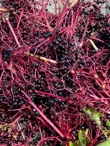 Elderberry, Black