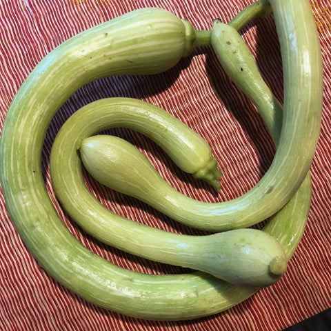 Winter Squash, Tromboncino