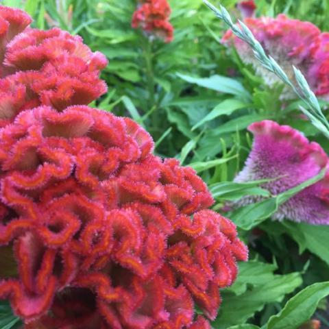 Salmon Mix Celosia, organic, non-gmo, cut flower