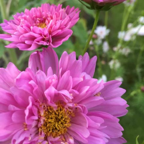 Cosmos, Double Click Mix