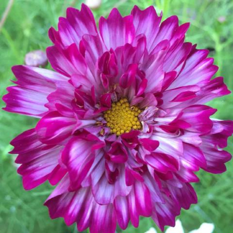 Cosmos, Double Click Mix