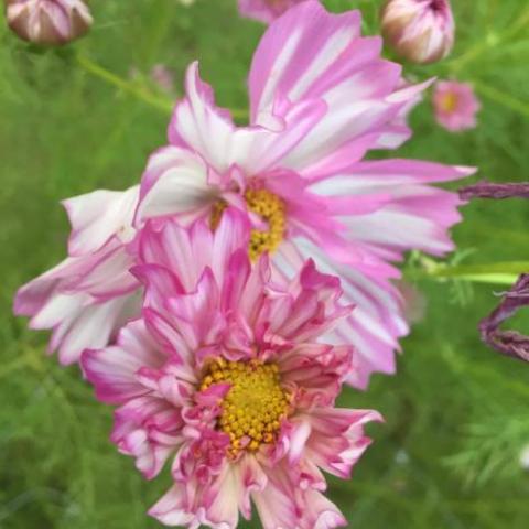 Cosmos, Double Click Mix