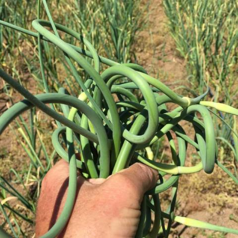 Garlic, German White - Certified Organic