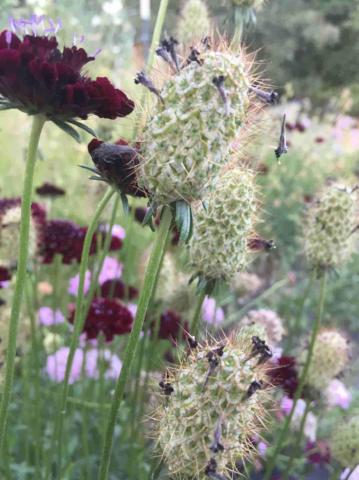 Scabiosa, Beauty Mix