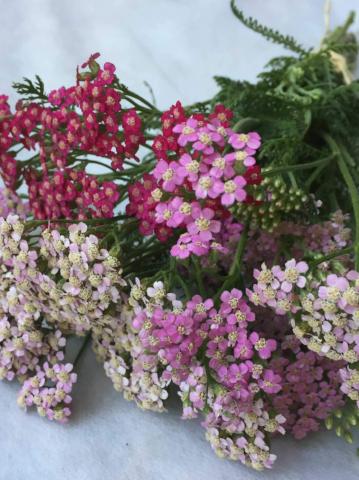 Yarrow, Colorado Mix
