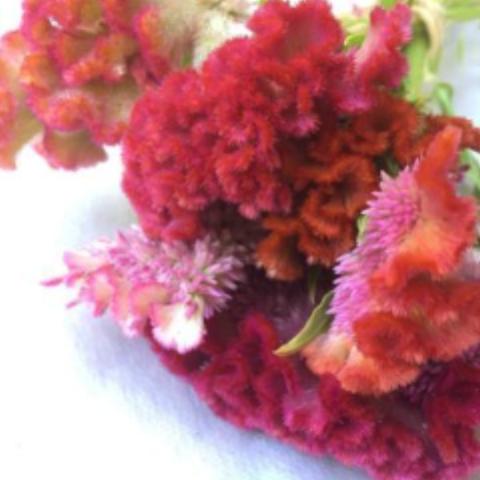 Salmon Mix Celosia, organic, non-gmo, cut flower