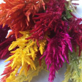 Celosia, Century Mix