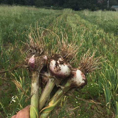 Garlic, Siskiyou Purple - Certified Organic