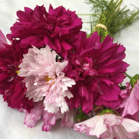 Cosmos, Double Click Mix