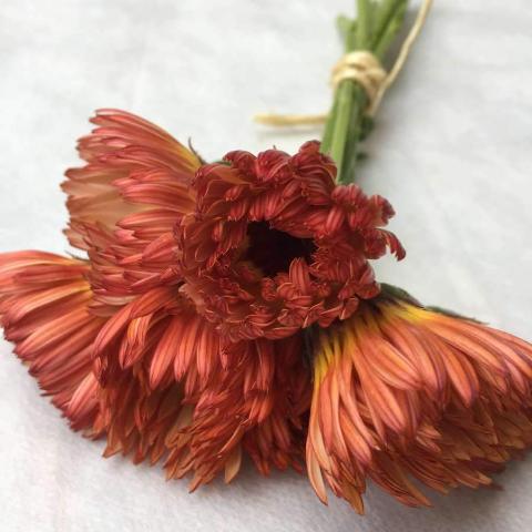 Calendula, Zeolights