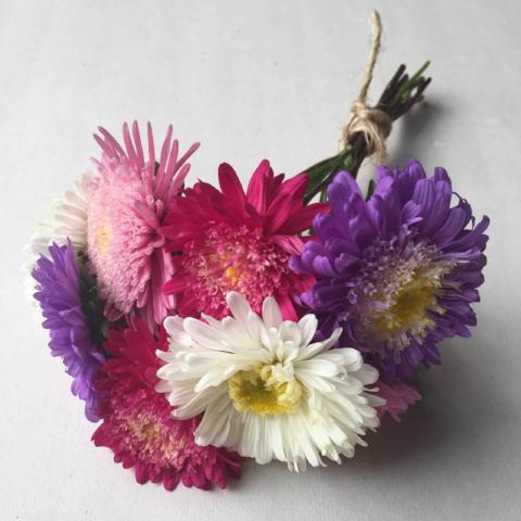 Aster, Sea Star Mix