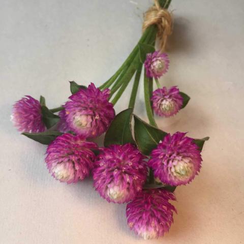 Globe Amaranth, Rose Bi-Color