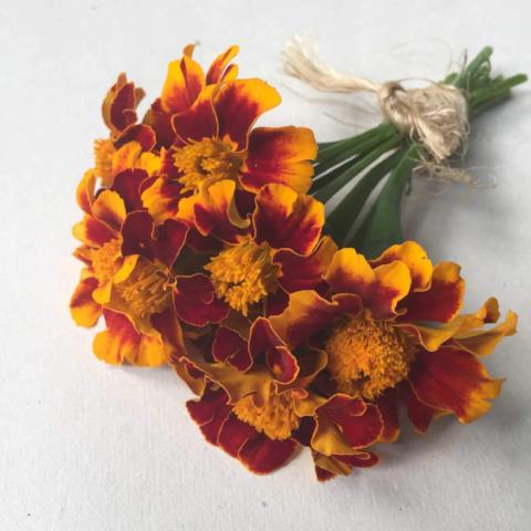 Marigold, Tashkent