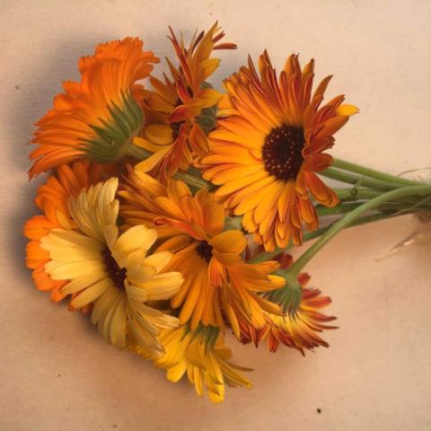 Calendula, Pacific Beauty Mix