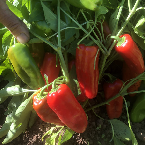 Pepper, Orange Picnic