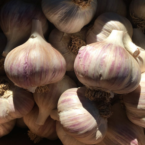 Garlic, Music - Certified Organic