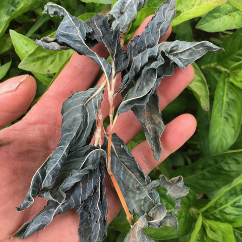 Indigo, Japanese