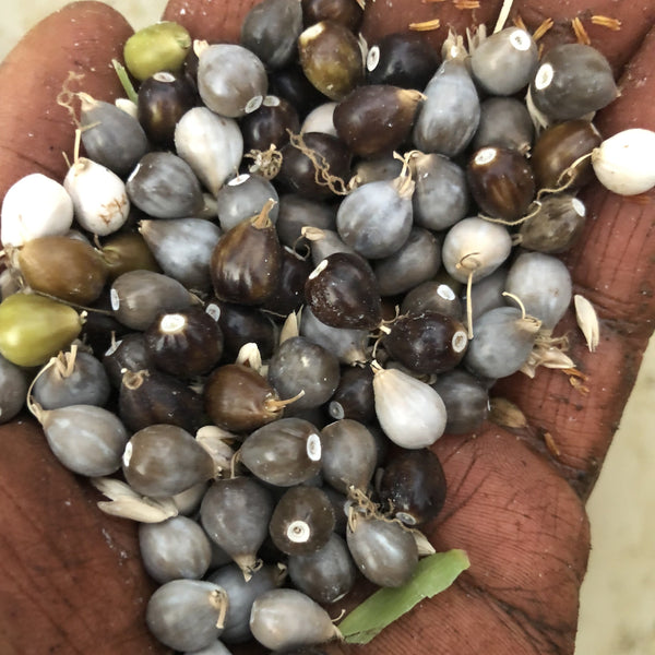 Barley, Job's Tears, Chinese Pearl
